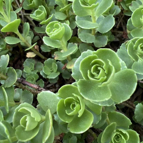 Visuel 1 du produit Sedum - La jardinière