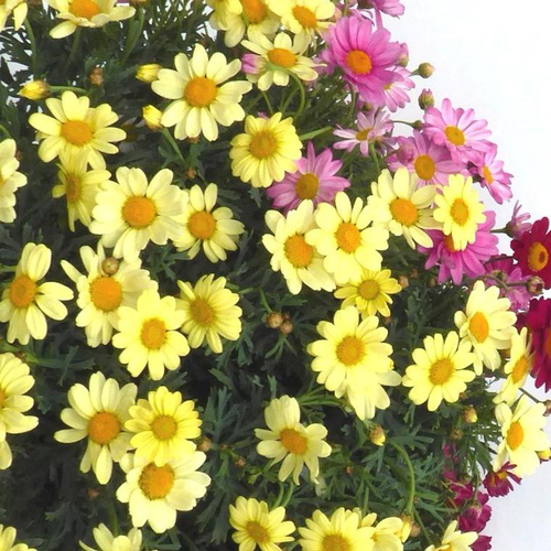 Visuel 1 du produit Anthémis à fleurs multicolores. Le pot de 5 litres