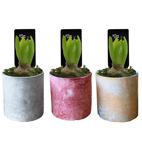 Visuel 1 du produit Jacinthe en pot déco. La composition de 9 cm