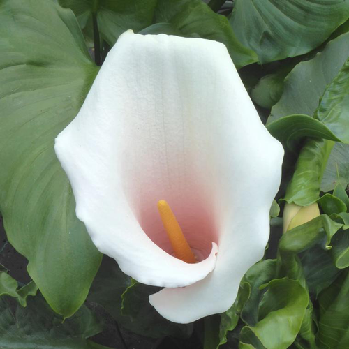 Visuel 1 du produit Arum rose à grandes fleurs - Le pot de 3 litres