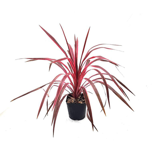 Visuel 1 du produit Cordyline Australis Electric Pink en pot de 9 L rose