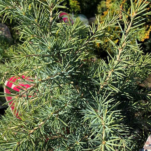 Visuel 1 du produit Cèdre de l'Himalaya Feelin Blue 25/30. Le pot de 3,7 litres