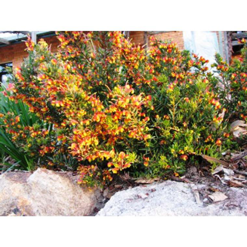 Visuel 1 du produit Grevillea Firecracker orange Le pot de 4 litres