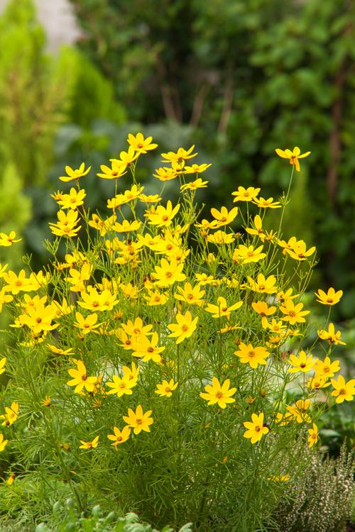 Visuel 1 du produit Coréopsis ‘Zagreb’ - Le pot de 2 litres