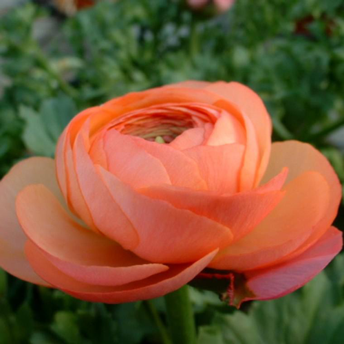 Visuel 1 du produit Renoncule - La jardinière