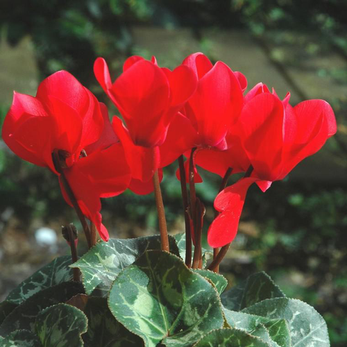 Visuel 1 du produit Mini Cyclamen - Le pack de 3 plants