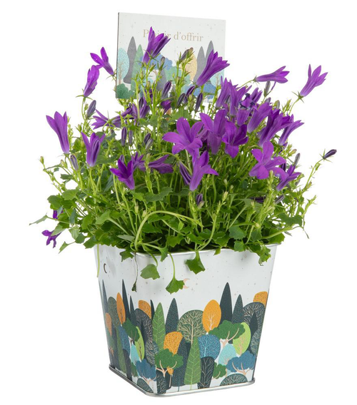 Visuel 1 du produit Campanule pot zinc automne - Ø 9,5 cm