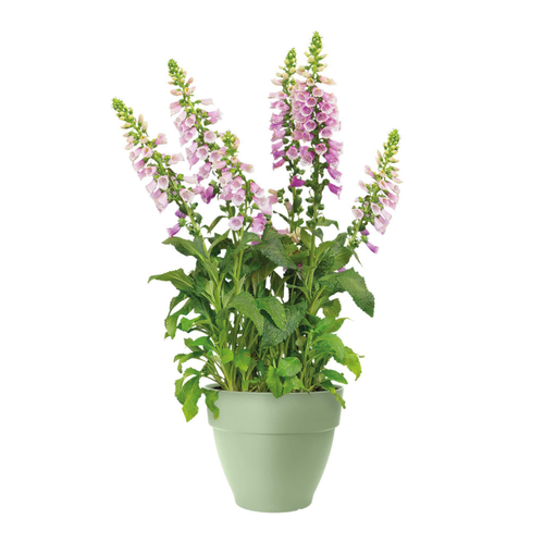 Visuel 4 du produit Pot en polypropylène vert pistache Elho Vibia Campana - Ø 25 x 21 cm