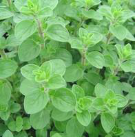 Visuel 1 du produit Marjolaine Bio. Le pot de 1 litre