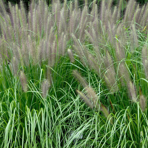 Visuel 1 du produit Pennisetum alopecuroides vert botanic®. Le pot de 7,5 litres