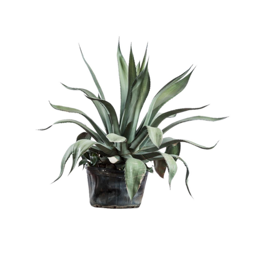 Visuel 1 du produit Agave Americana (Agave américain) en pot de 6 L vert