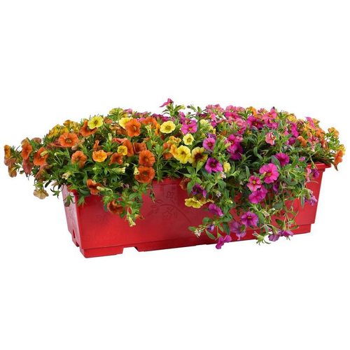 Visuel 1 du produit Calibrachoa ou mini Pétunia à fleurs multicolores - La jardinière de 40 cm