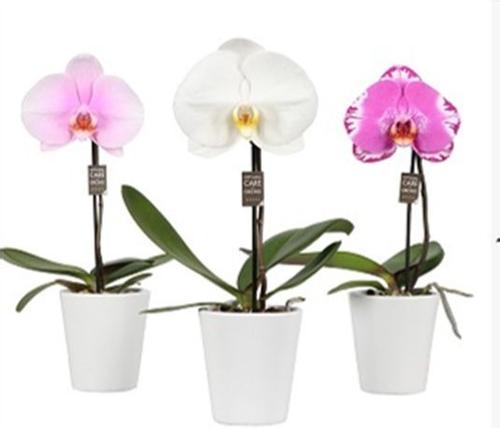 Visuel 1 du produit Orchidée Phalaénopsis Singolo botanic® et cache pot. Le pot de Ø 9 cm