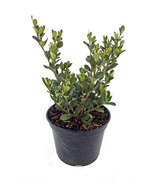 Visuel 1 du produit Gardénia jasminoides Kleim Hardy blanc. Le pot de 3 litres