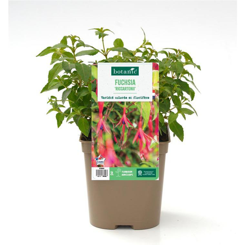 Visuel 1 du produit Fuchsia ‘Riccartonii’ - Le pot de 2 litres
