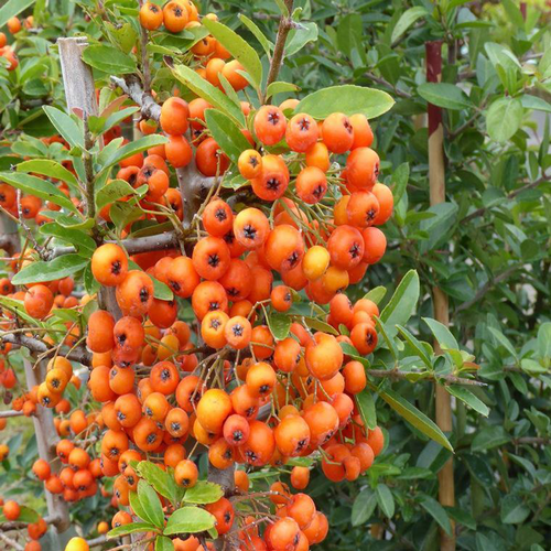 Visuel 1 du produit Pyracantha Saphyr Orange (buisson ardent) en pot de 3 L orange