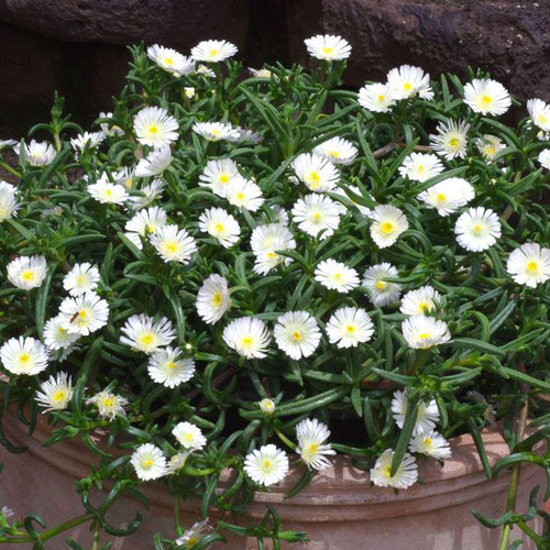 Visuel 1 du produit Delosperma Weels of Wonder white - Le pot de 2 litres