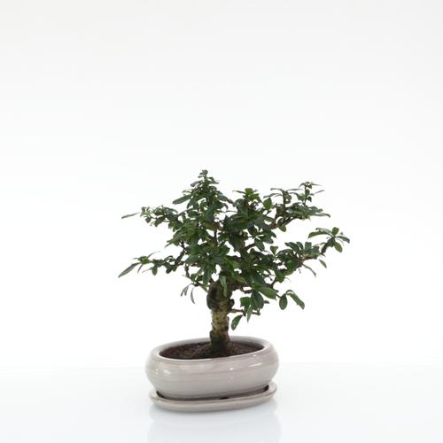 Visuel 1 du produit Bonsaï Carmona botanic® taille 1,5. Le pot
