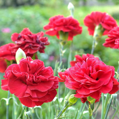 Visuel 1 du produit Œillet mignardise passion rouge en pot de 2 L