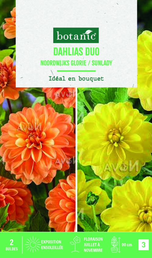 Visuel 1 du produit Bulbes de fleurs duo de Dahlias décoratifs Noordwijk / Sunlady botanic® - 2 bulbes