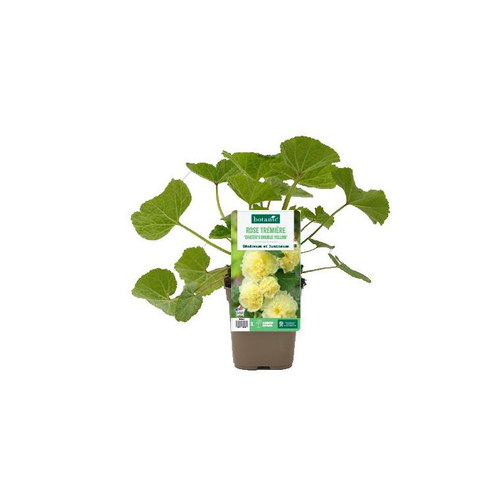 Visuel 1 du produit Rose trémière ‘Chater’s double Yellow’ - Le pot de 1 litre