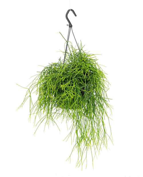Visuel 1 du produit Rhipsalis Cassutha vert. La suspension Ø 14 cm