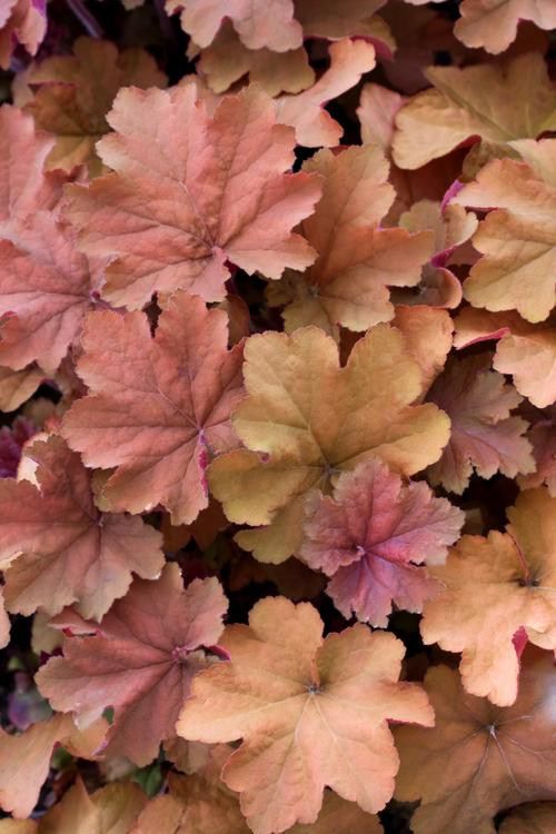 Visuel 1 du produit Heuchère ‘Caramel’ - Le pot de 2 litres