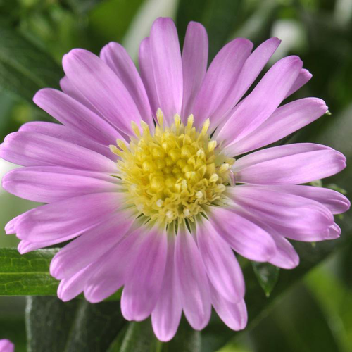 Visuel 1 du produit Aster - La coupe de 27 cm