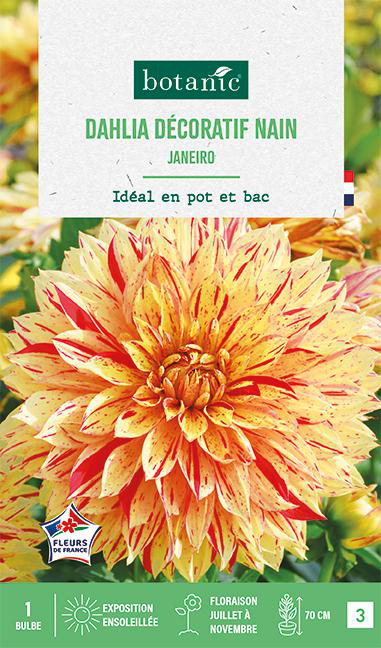 Visuel 1 du produit Bulbe de fleurs Dalhia décoratif nain Janeiro botanic® - 1 bulbe