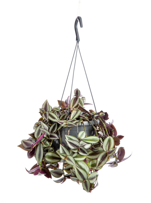 Visuel 1 du produit Tradescantia zebrina (Misère) violet. Le pot Ø 18 cm