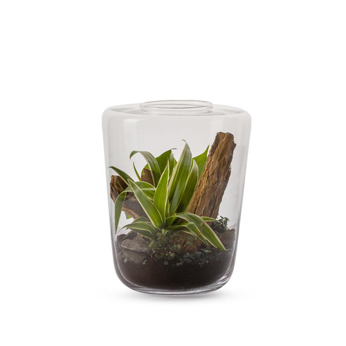 Visuel 1 du produit Terrarium Lima Mix en verre transparent Naturalys taille M - Ø 20 x 25 cm