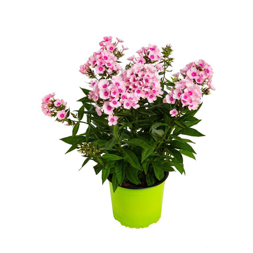 Phlox Paniculata Le Pot De 3 Litres Botanic Phlox Paniculata Le Pot De 3 Litres Botanic