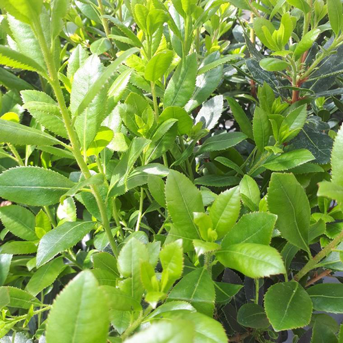 Visuel 1 du produit Arbousier touffe. Le pot de 7 litres