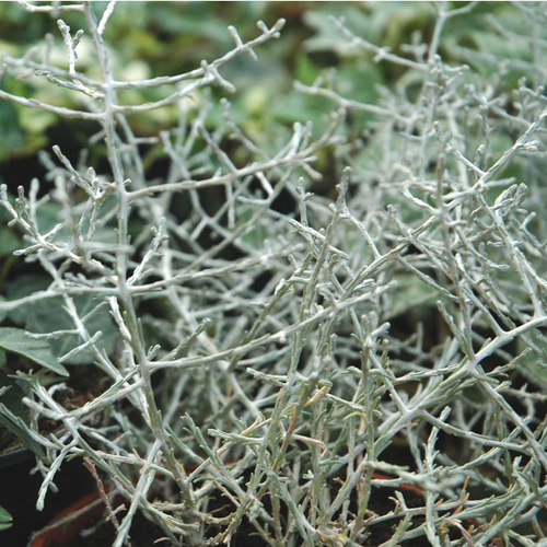 Visuel 1 du produit Calocéphale ou Calocéphalus Brownii gris argenté - Le pot de 0,5 litre