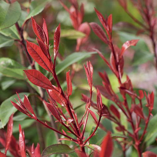 Visuel 1 du produit Photinia ‘Carré Rouge’ rouge. Le pot de 7L