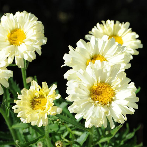 Visuel 1 du produit Marguerite d’été real neat blanche en pot de 2 L