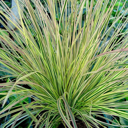 Visuel 1 du produit Graminée Calamagrostis. Le pot de 2 litres