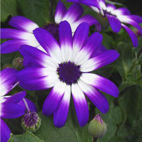 Visuel 1 du produit Cinéraire Senetti ou Péricalis d'été aux fleurs multicolores. Le pot de 2 litres