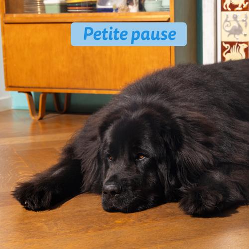 Visuel 5 du produit Croquettes pour chien adulte au saumon sans céréales Edgard & Cooper - 12 kg