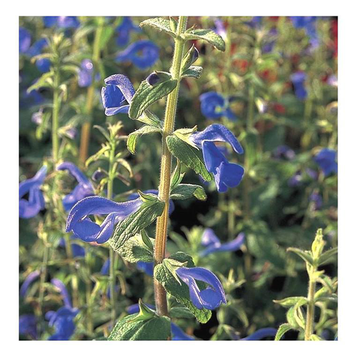 Visuel 1 du produit Salvia Blue Note - Le pot de 2 litres