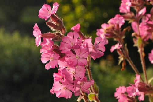 Visuel 1 du produit Silène ‘Rollies Favorite’ - Le pot de 2 litres