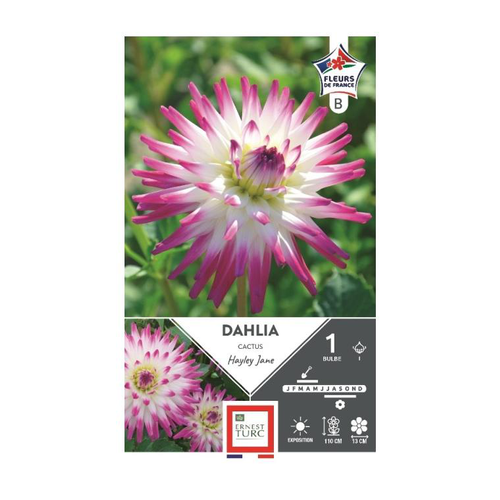 Visuel 1 du produit Dahlia cactus Hayley blanc pointe rose Ernest Turc - 1 bulbe