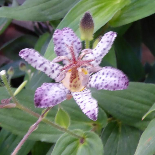 Visuel 1 du produit Tricyrtis Pink Freckels - Le pot de 2 litres