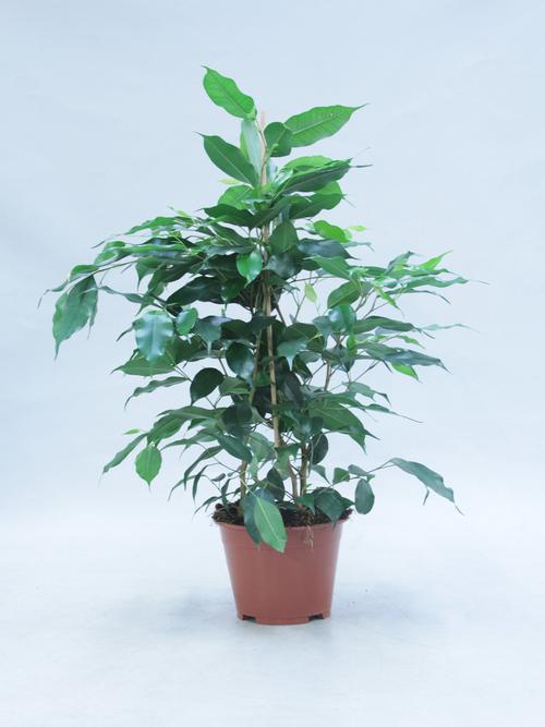 Visuel 2 du produit Ficus Benjamina. Le pot de Ø 14 x H 55 cm