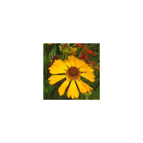 Visuel 1 du produit Hélénium - Le pot de 3 litres