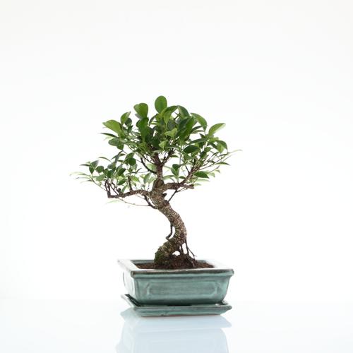 Visuel 2 du produit Bonsaï Ficus Retusa botanic® taille 2,5. Le pot