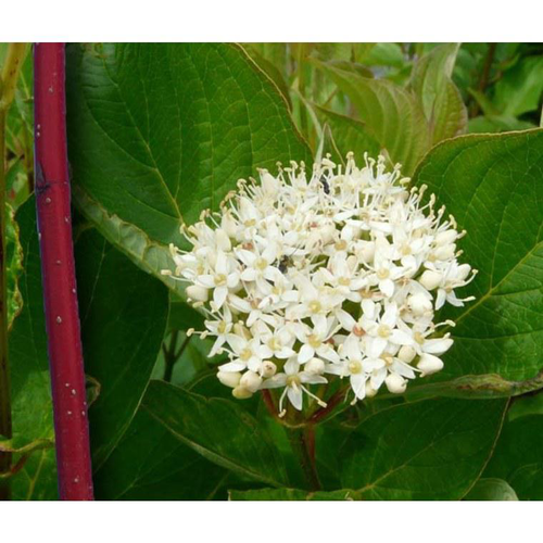 Visuel 1 du produit Cornouiller blanc Sibirica 100/125 (Cornus Alba). Le pot de 15 litres