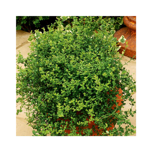 Visuel 1 du produit Fusain Minimus en pot de 3 litres