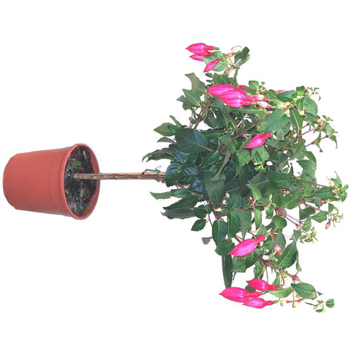 Visuel 1 du produit Fuchsia tige à fleurs multicolores - Le pot de 3 litres