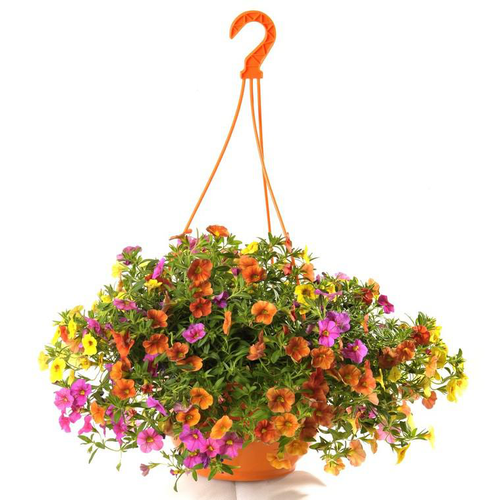 Visuel 1 du produit Calibrachoa (mini Pétunia) à fleurs multicolores - La suspension de 6 litres
